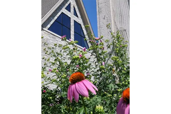 A purple flower is in the foreground of an old building.